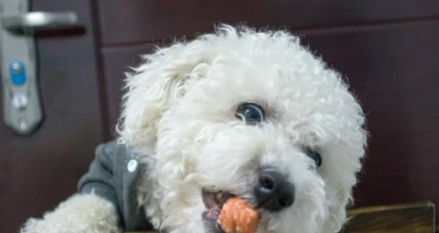 比熊犬泪痕严重?别发愁,三招让你轻松解决! 比熊犬泪痕严重?别发愁,三招让你轻松解决!