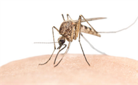 灭蝇香对蚊子有用吗