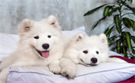 萨摩耶幼犬怎么养？两个月大的萨摩耶幼犬吃什么狗粮好