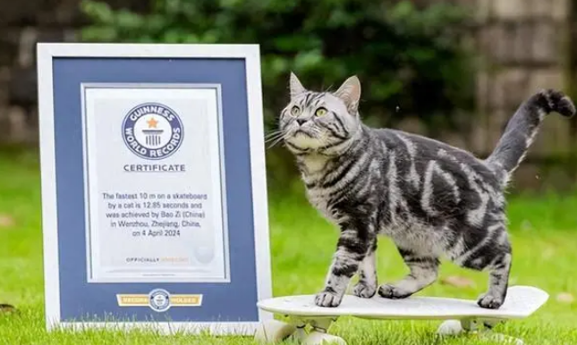 浙江一猫咪玩滑板创吉尼斯世界纪录
