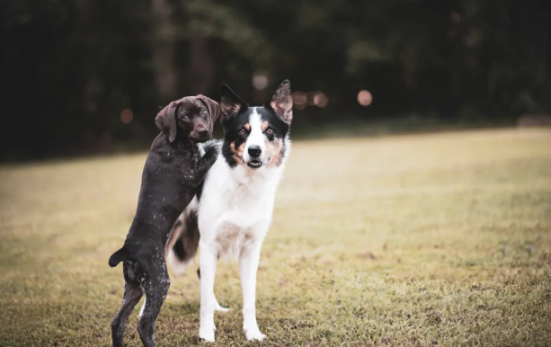 边境牧羊犬：优点&缺点！