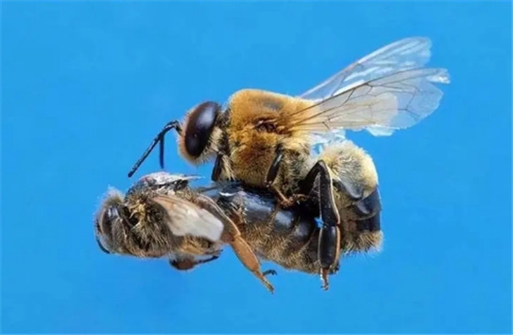 蜂王和什么蜂交尾