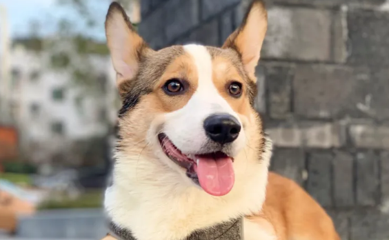 养柯基犬前,这些事你需要接受,避免你会“抱怨”它! 养柯基犬前,这些事你需要接受,避免你会“抱怨”它!