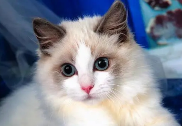 布偶猫不好养?其实技巧就这几招!! 布偶猫不好养?其实技巧就这几招!!