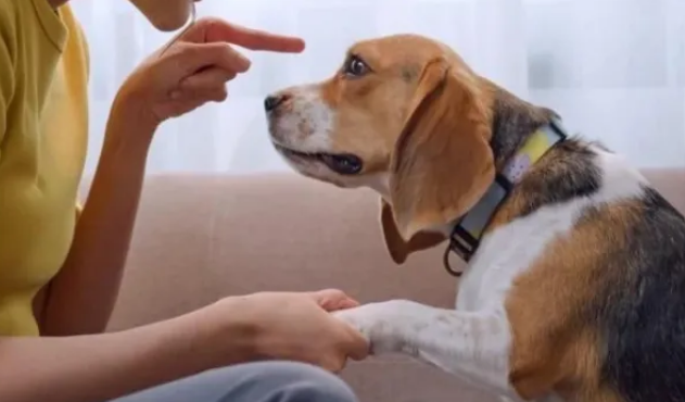 骂狗时绝对禁止的5种行为，你还在犯吗？