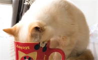 猫咪喝了炸东西的油怎么办