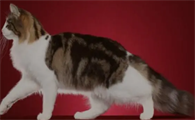 猫咪多久睁眼