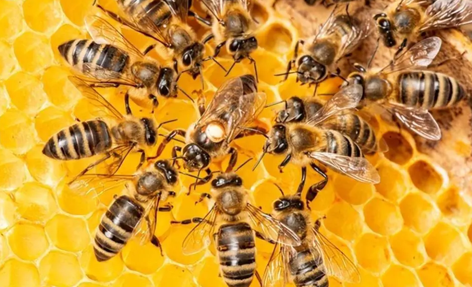 蜜蜂吃白蚁吗