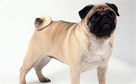 养了才知道，巴哥犬没什么优点？