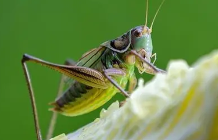 蝈蝈怎样点药