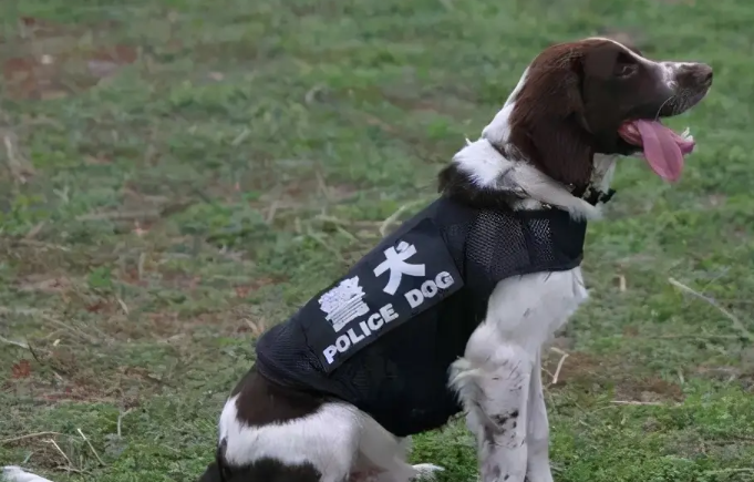 警犬潜质大比拼：哪些狗狗天生就是警界之星？