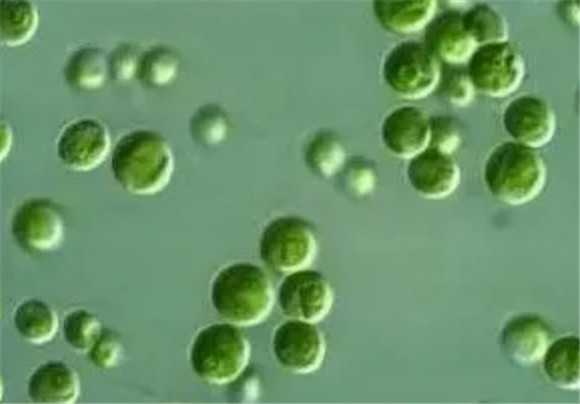 绿水养孔雀鱼好不好? 绿水养孔雀鱼好不好?