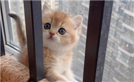 猫咪的陪伴感悟