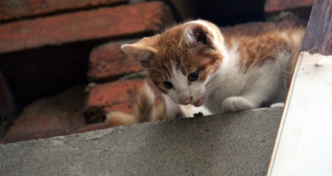 猫被鞭炮吓跑了找不到