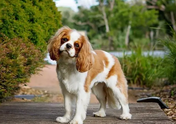 查理士王小猎犬顶级图片