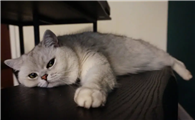 猫咪鼻子干燥没精神一直趴着
