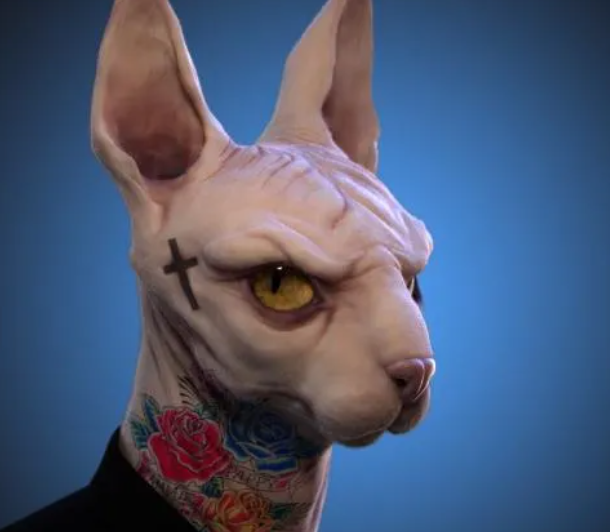 无毛猫,猫界黑社会老大,你敢养吗? 无毛猫,猫界黑社会老大,你敢养吗?