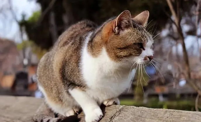猫咪精神萎靡总是趴着不吃东西 猫咪精神萎靡总是趴着不吃东西