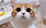 原来“矮脚猫”把你当亲妈了，会有这些表现！