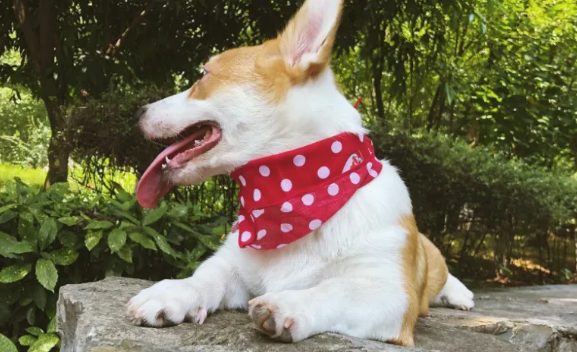 养柯基犬前,这些事你需要接受,避免你会“抱怨”它! 养柯基犬前,这些事你需要接受,避免你会“抱怨”它!