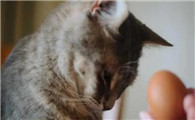 猫咪吃蛋黄有什么好处
