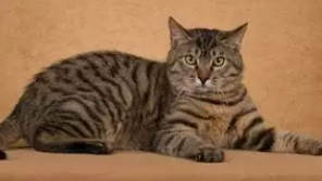 中华田园猫的六大品种，玄猫其实是最好的