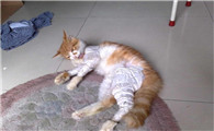 猫咪骨折肿胀吃什么消炎药
