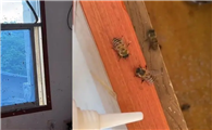 家里进蜜蜂好不好