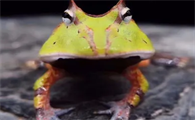 野生霸王角蛙