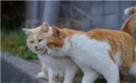 猫咪的叫声吸引猫过来