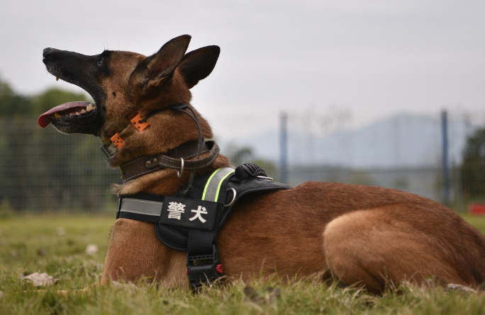 警犬潜质大比拼：哪些狗狗天生就是警界之星？