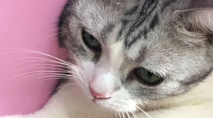 猫咪对人的信任分等级 猫咪对人的信任分等级