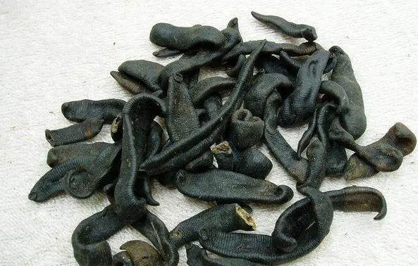 药店卖的水蛭是生的还是熟的
