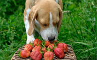 草莓狗狗可以吃吗
