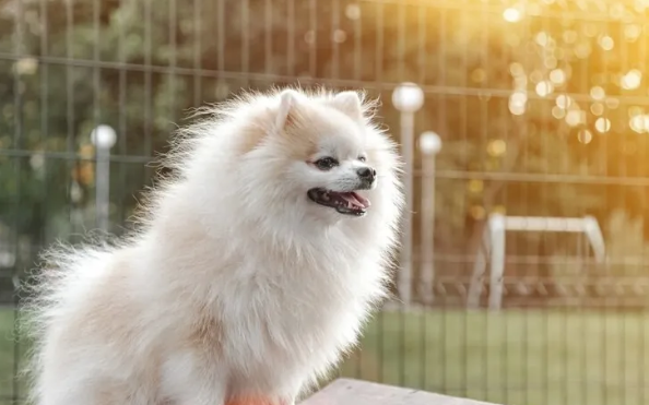 博美犬好养活吗?养过的铲屎官都说真香 博美犬好养活吗?养过的铲屎官都说真香
