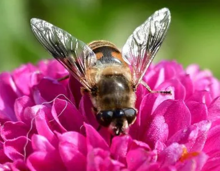 蜜蜂分蜂怎么处理