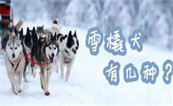 雪橇犬有几种？雪橇三傻是哪三种狗？