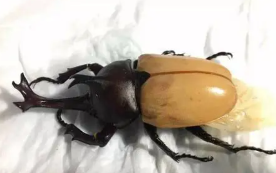 母的独角仙有角吗