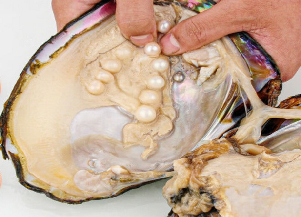 河蚌珍珠的形成过程