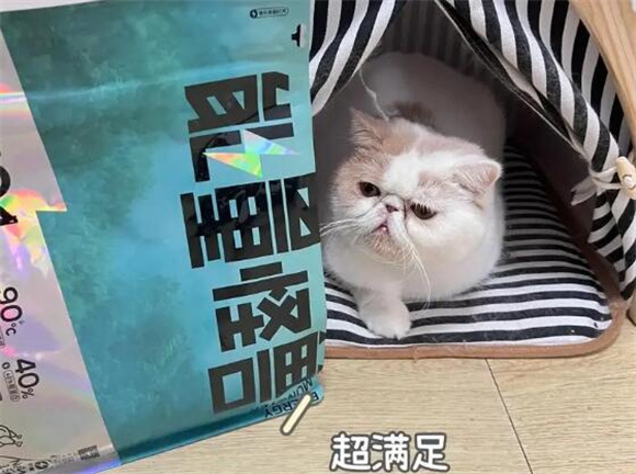 “能量怪兽”猫粮大揭秘：猫咪的“能量源泉”还是“贪吃秘籍”？