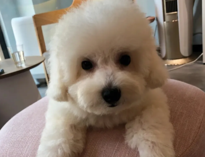家有比熊犬，了解这些优缺点，让你更懂它！