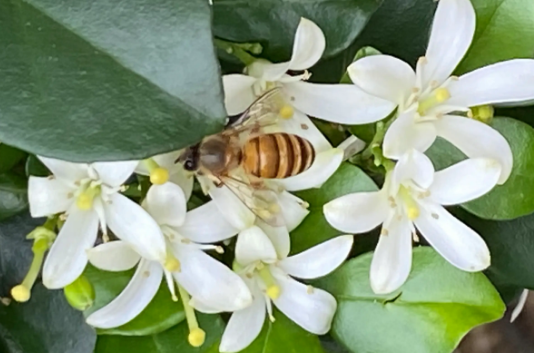 蜜蜂采桐树花吗