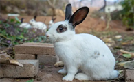 小兔子哪个品种好？快来看十大最受欢迎的宠物兔！