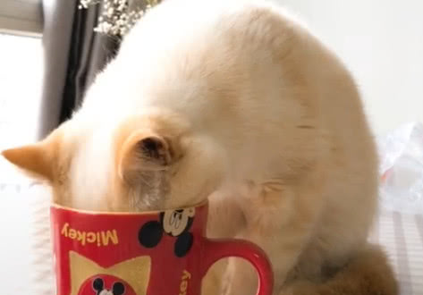 猫咪喝了炸东西的油怎么办