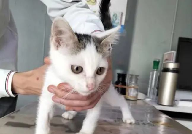 猫咪pcr检查是检查什么