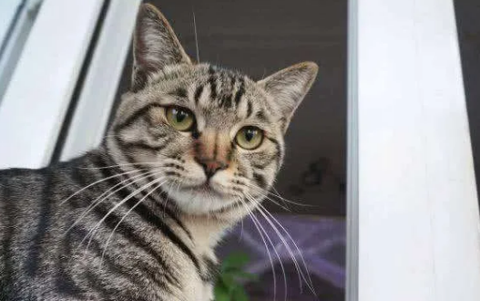 狸花猫究竟能有多聪明? 狸花猫究竟能有多聪明?