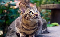 猫咪颜值排行榜,狸花猫只能垫底!