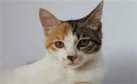 猫咪的粑粑里面有血怎么回事