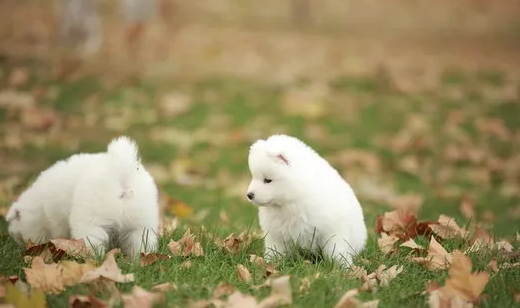 萨摩耶怎么养？两三个月到成年犬饲养方法