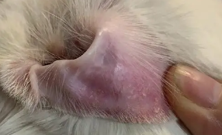 猫咪耳朵发烫但是精神很好